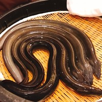 入谷鬼子母神門前のだや - 捌く前の鰻を見せてくれます！