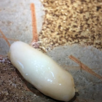 代官山 鮨 たけうち - 