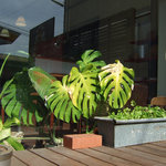 Hari Hari - 観葉植物を外から眺める