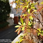 イチリン ハナレ - 