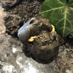 クイントカント - 