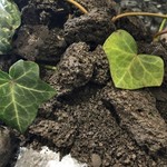 クイントカント - 