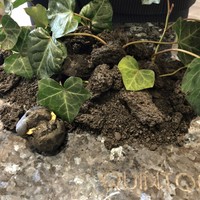 クイントカント - 