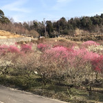 あじさいの店 - いなべ市梅林公園20190302