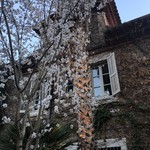 El Celler de Can Roca - 庭に咲くアーモンドの花