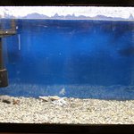 うなぎ亭 友栄 - 友栄・水槽→今は子亀が・・