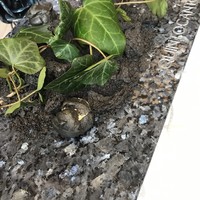 クイントカント - 