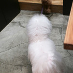 PACE - お隣のトイプー個室を点検