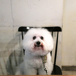 PACE - お利口さん！！