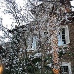 El Celler de Can Roca - アーモンドの木