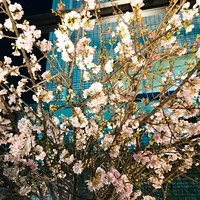 神楽坂焼肉 Kintan - 