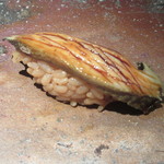 菊鮨 - 唐津の鮑