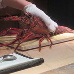 菊鮨 - 五島の伊勢海老