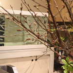 鮎知 - カウンター越しから見える水槽には元気な活鮎が泳いでいます