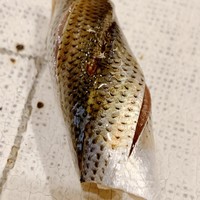 鮨 輝 - 