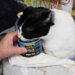 幸軒 - 守りの女神ネコ　パンチ♀