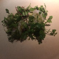 コントワール ミサゴ - 