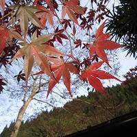 貴船べにや - 紅葉
