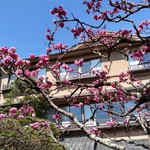 華正樓 - 庭園の梅が見ごろ