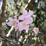 ギャラリー 花杏豆 - 2019.3.16   桜
