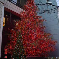ロオジエ - 店のクリスマス飾りもみの木