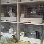 うさぎカフェ おひさま - ご主人様のお迎えを待つ子達(うさぎカフェおひさま)