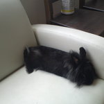 うさぎカフェ おひさま - アンゴラのびのび(うさぎカフェおひさま)