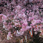 Torattoria Itaria - 早咲きの桜