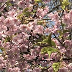 本田水産 - 近所の彼岸桜