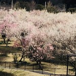 Kairakuembaitemmiharashitei - 水戸偕楽園の梅林