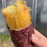 雪みるく - 焼き芋！  あいこまちという品種です