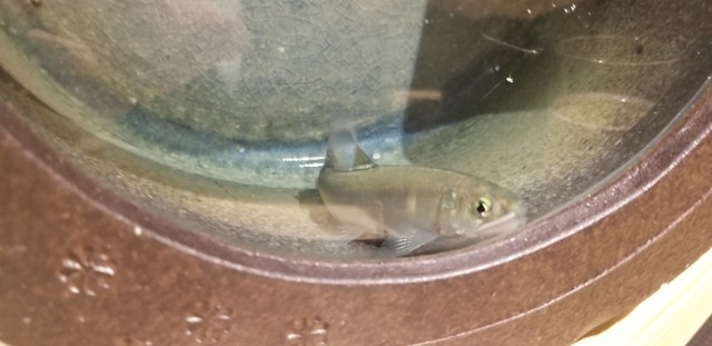 創意工夫 サプライズ 可能性を感じます By ふひと 広島 Again