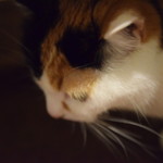 からあげ&弁当 トリとん - 