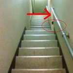 201111 山葵　一番上まで登るのかな・・・と思ったらココまで♪.jpg