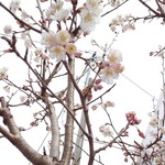 はま寿司 深谷荒川店 - 去年より咲いています。(^○^)