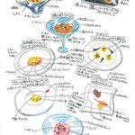 IL TEATRINO DA SALONE - ２０１１年１１月