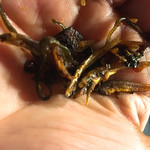 麺や すずらん亭 - お土産の味見