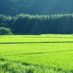 Okometsukasa Fumiya - きれいな空気と土、水に恵まれた「ふみやの田んぼ」