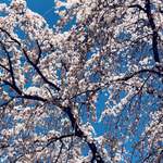 きざ㐂 - 赤坂 サカスの三春桜が満開でした(^ ^)