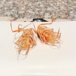 天麩羅 巽 - 海老の足