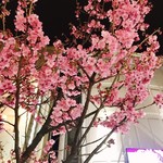 博多のおでん - 中洲の桜は色んな意味で満開です♡w