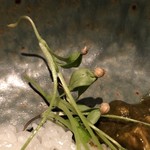 ろっかん - コリアンダー