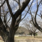 吾助 - 桜の満開まで、後２週間かなぁ…