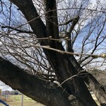 吾助 - 桜の満開まで、後２週間かなぁ…