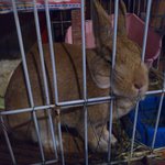 サルマーレ - 店先にいるウサギ”ボギョ”