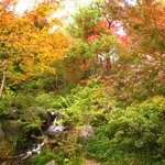 Klimt - 【参考】昭和記念公園の紅葉