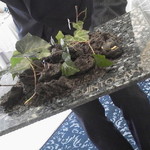 クイントカント - 