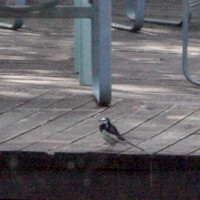 チミケップホテル - セキレイでしょうか。