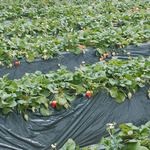 小松沢レジャー農園 - 