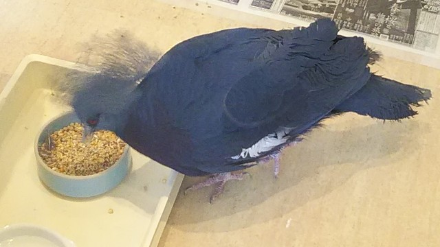えとぴりか 多屋 カフェ 食べログ えとぴりか 多屋 カフェ 食べログ